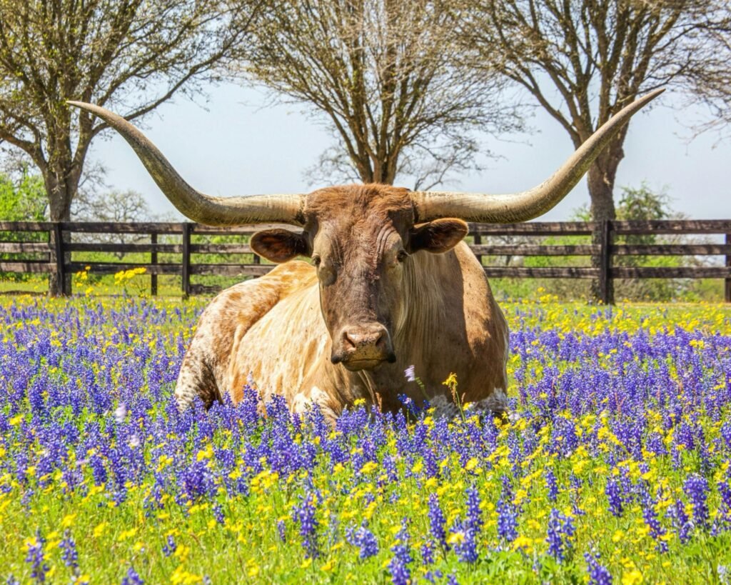 A Texas Longhorn lies in a vibrant flower field, showcasing its impressive horns.